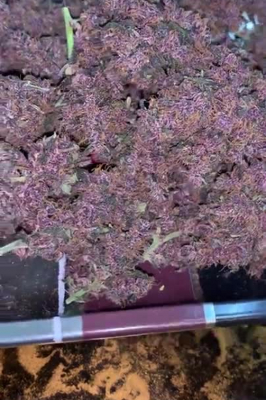 Instagram LSD25 Auto