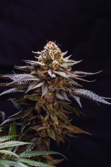 Instagram Gorilla Melon