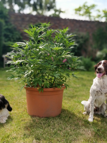 Instagram Northern Lights Auto