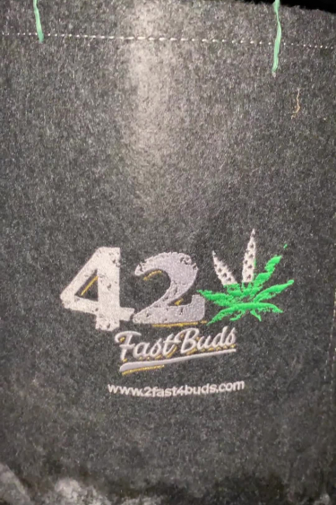 Strawberry Gorilla Auto