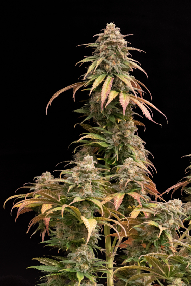 Instagram Orange Sherbet FF