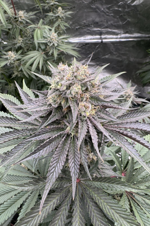 Instagram Biscotti Gelato