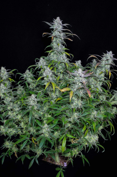 Instagram Forbidden Runtz Auto