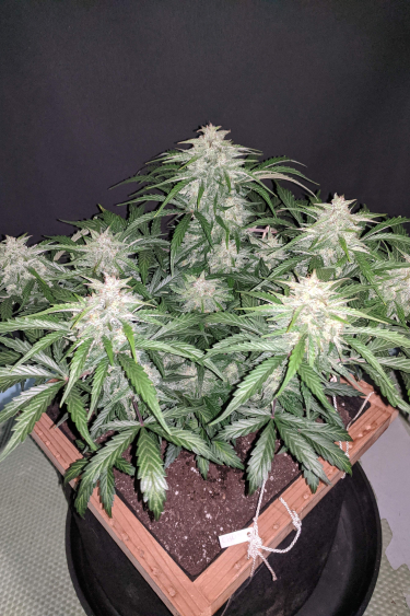 Instagram CBD Auto 201