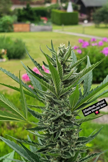 Apple Strudel Auto™