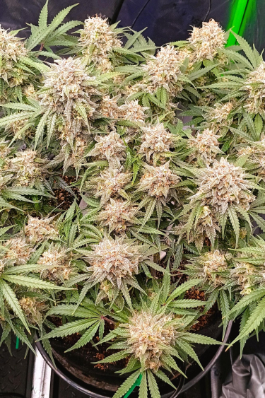 Instagram Jack Herer Auto