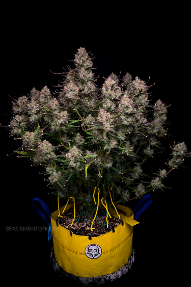 Instagram Gorilla Z Auto