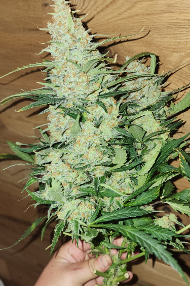 Instagram Pound Cake Auto