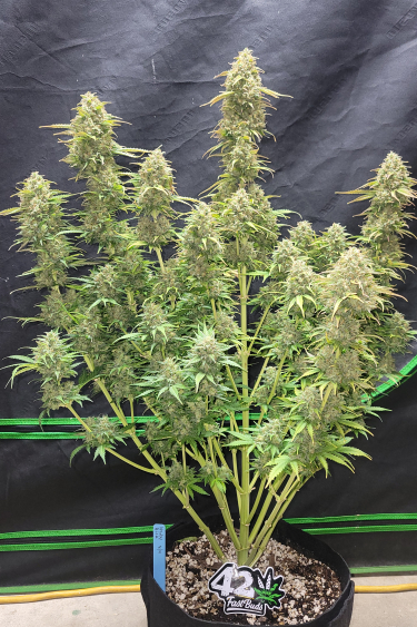 Instagram Moby Dick Auto