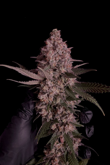 Instagram Purple Lemonade FF