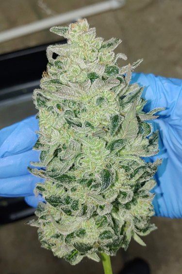 Instagram Bruce Banner Auto