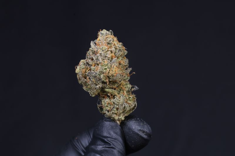 Instagram Guava Auto RF3