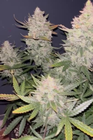 Instagram Blue Dream Auto