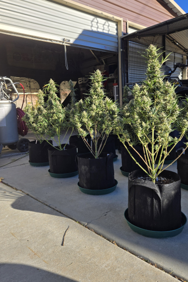 Instagram Super Boof Auto