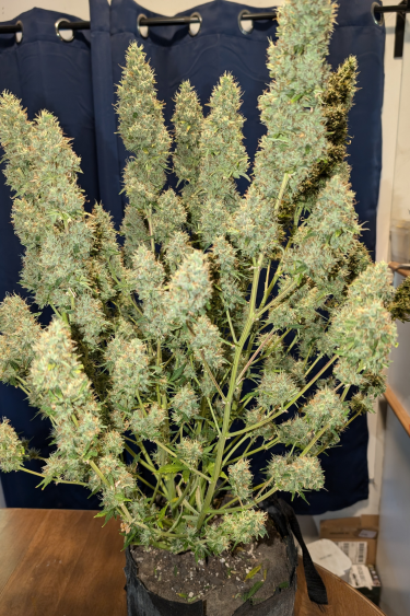 Instagram Guava Auto