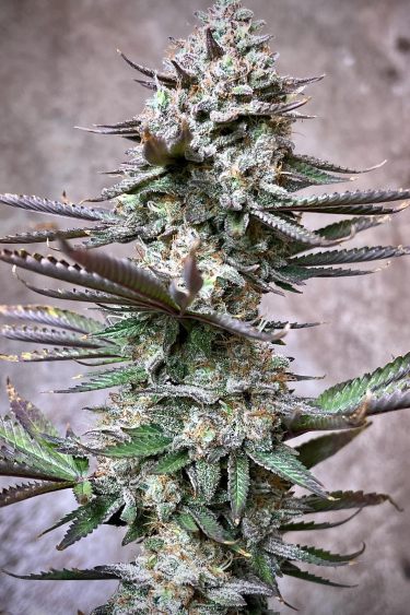 Instagram Orange Sherbet FF