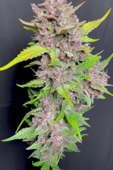 Banana Purple Punch Auto