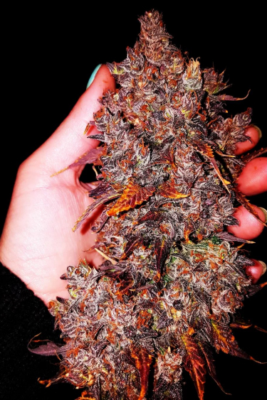 Instagram Fastberry Auto