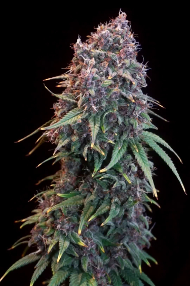 Tropicana Cookies Auto