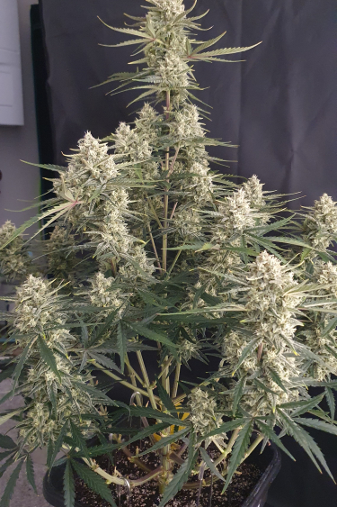 Instagram Amnesia Z Auto