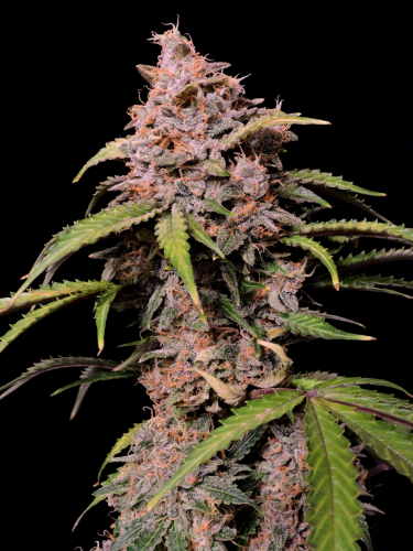 Instagram Amnesia Z Auto