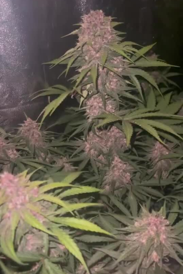 Lemon Cherry Cookies Auto