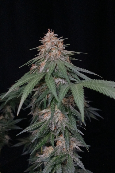 Instagram Orange Sherbet FF