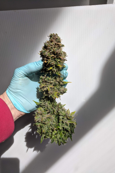 Instagram CBD Auto 201