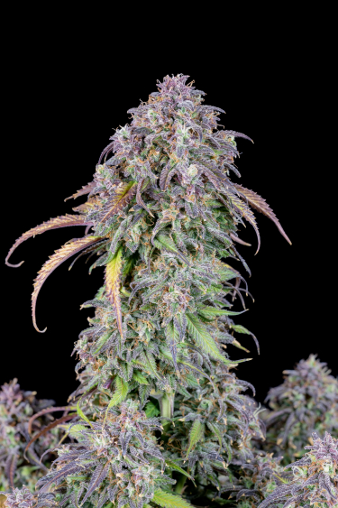 Instagram Blueberry Auto