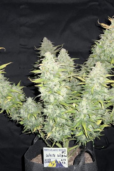 Instagram White Widow Auto