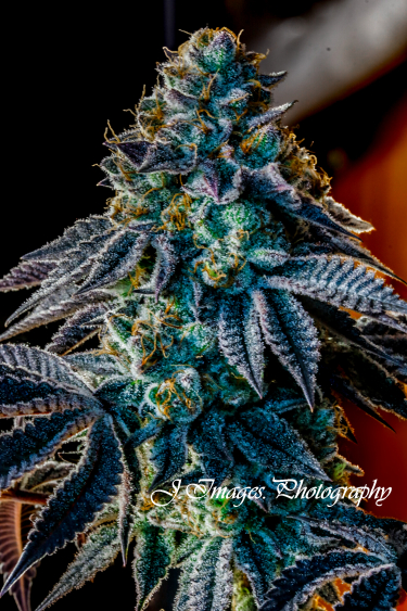 Instagram Jack Herer Auto
