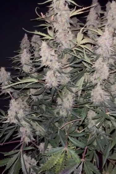 Jack Herer Auto