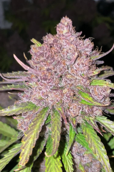 Banana Purple Punch Auto