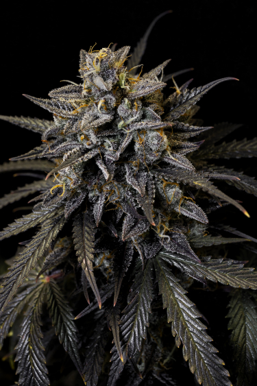 Instagram Mimosa Cake Auto