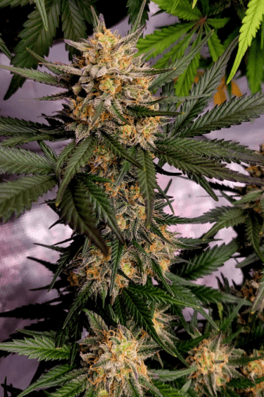 Instagram Blue Dream Auto