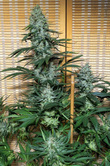 Instagram Orange Sherbet FF