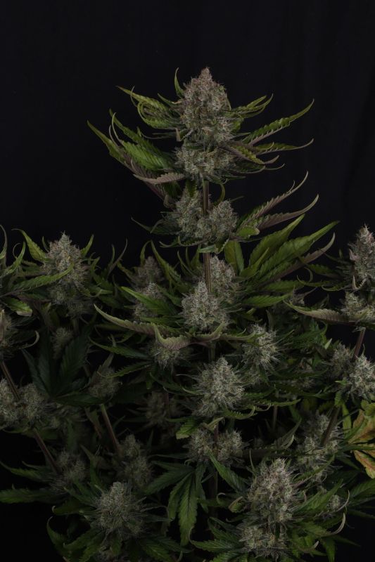 Instagram Guava Auto RF3