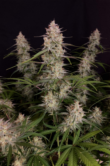 Instagram Bruce Banner Auto