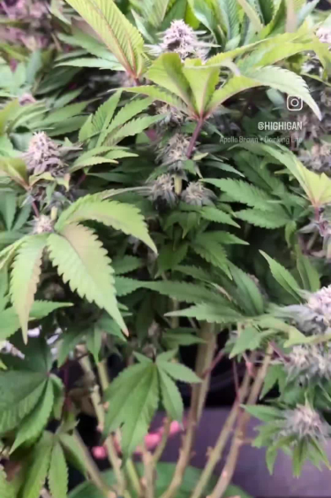 Tropicana Cookies FF