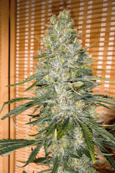 Instagram Orange Sherbet FF