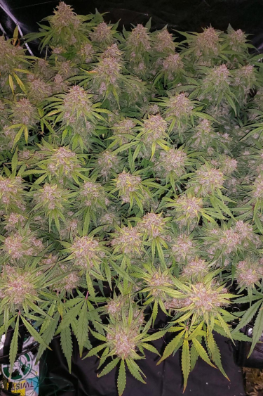 Instagram Blue Dream Auto