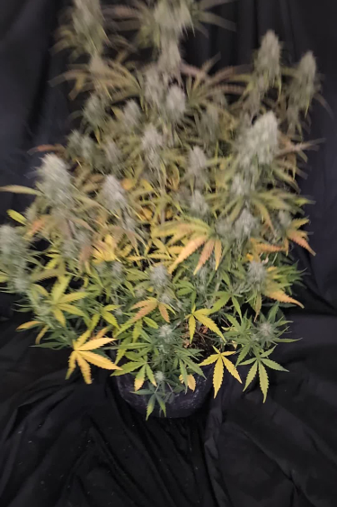 Wedding Cheesecake Auto