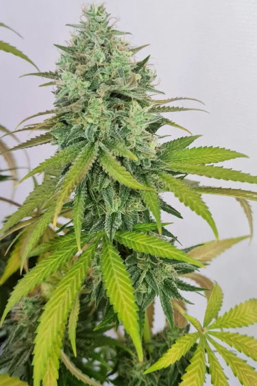 Instagram Girl Scout Cookies Auto