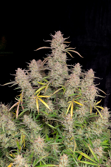 Instagram Gelato Auto