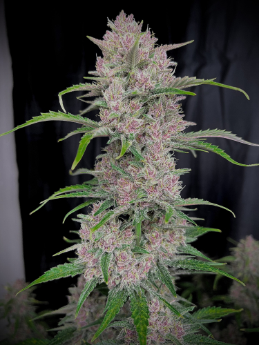 Instagram Banana Purple Punch Auto