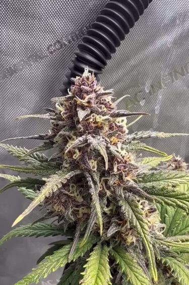 Tropicana Cookies Auto