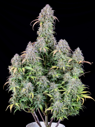 Instagram Blueberry Auto