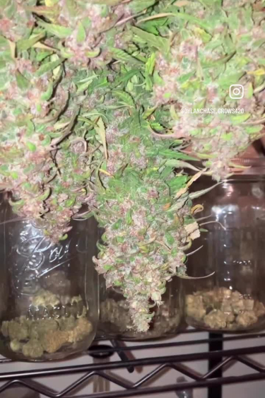 Sour Jealousy Auto™