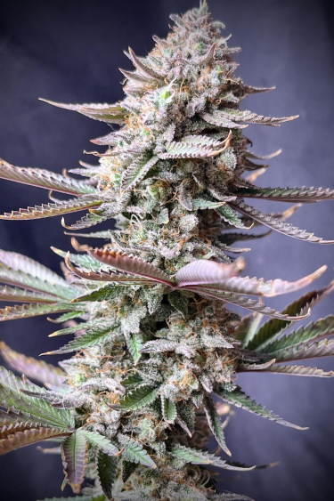 Instagram Orange Sherbet FF