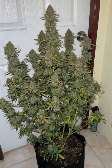 Instagram Lemon Pie Auto